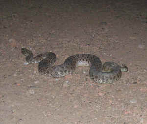 Rattlesnake - greeted us when we hit the badlands.