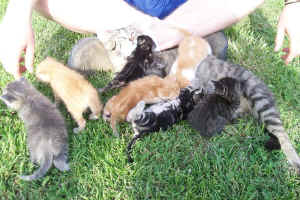 All the kittens nursing on BJ